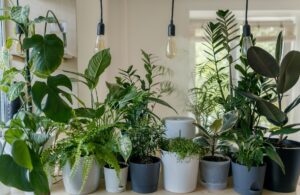 plants in grow room