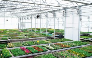 grow room